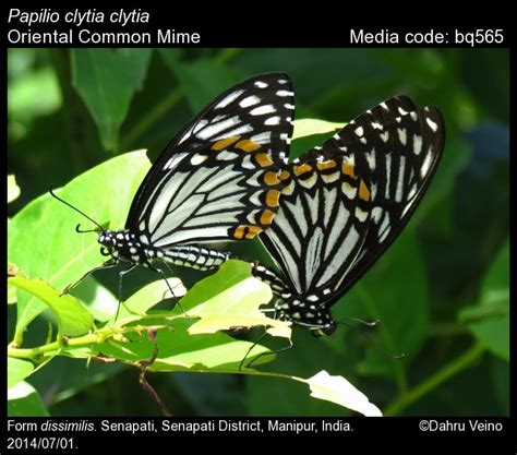 Papilio clytia | Butterfly