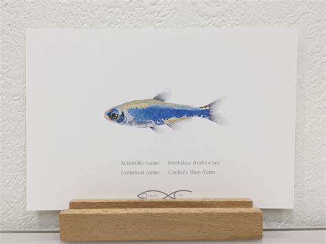 Boehlkea fredcochui(Cochu's Blue Tetra) Drawing Postcard | Osakanacraft