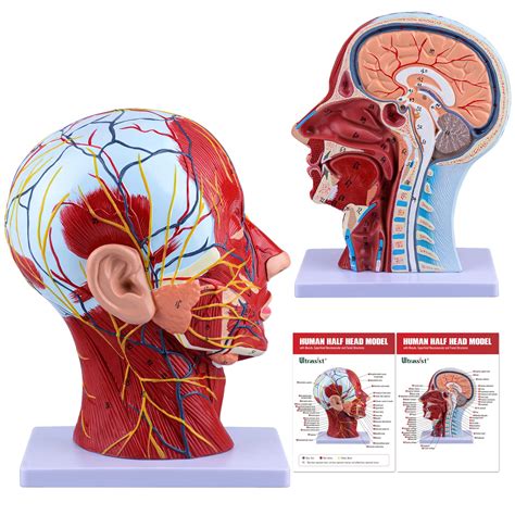 Buy Human Anatomical Half-Head Model includes Electronic Diagram with ...