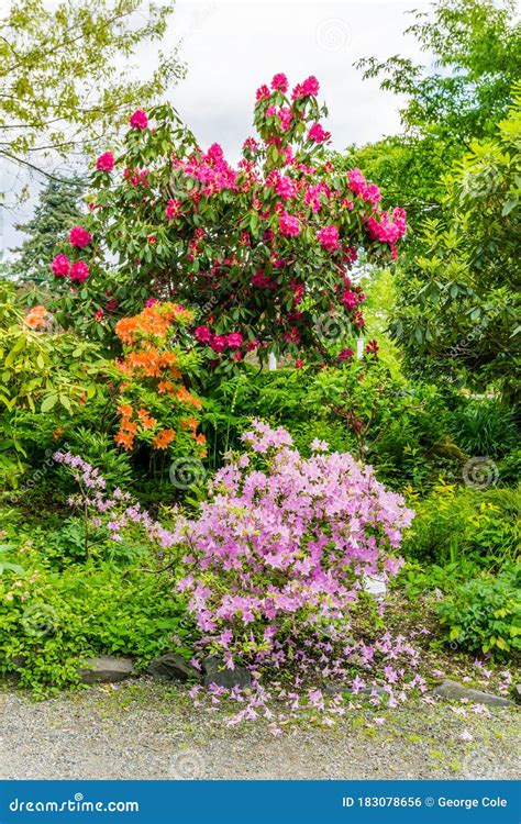 Large Flowering Plants stock photo. Image of state, spring - 183078656
