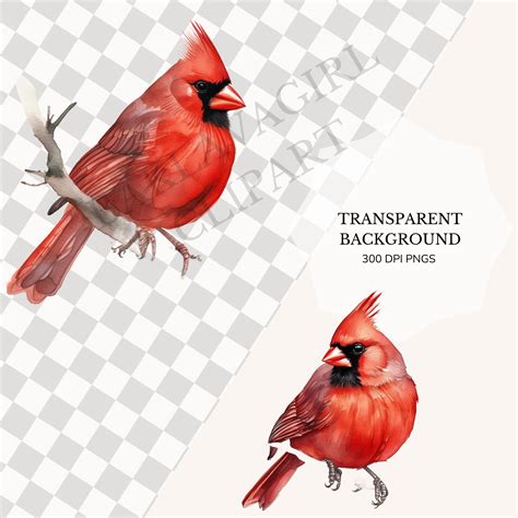 Cardinal Clipart Watercolor Cardinal Clipart Cardinal PNG Bundle Red ...