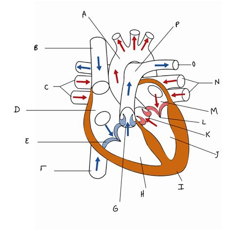 Cardiology 的图像结果