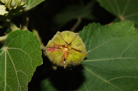 Image result for Alien Pod Transformation