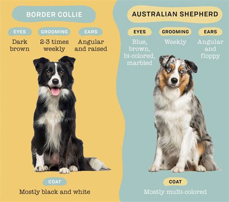 Are Australian Shepards As Hyper As Boarder Collies