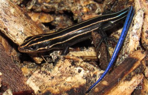 Blue Tailed Skink Photograph by Joshua Bales - Pixels