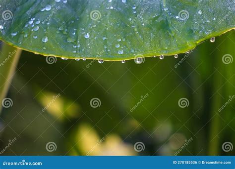 Close-up of Morning Dew Water on a Part of a Plant Leaf Stock Photo ...