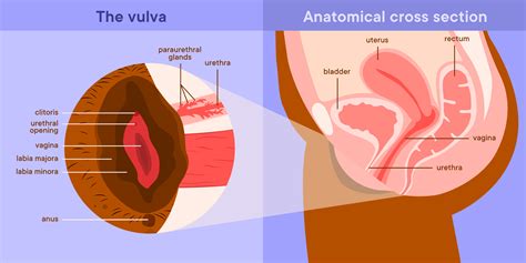 Urethral And Paraurethral Glands
