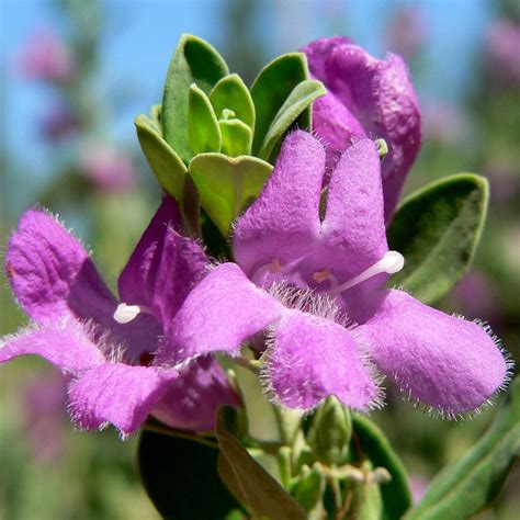 Nikodia / Texas Silver Leaf / Texas Sage or Texas Ranger (Leucophyllum ...