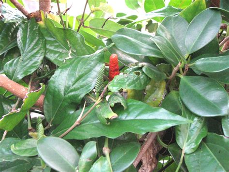 Buy Plantzoin Java long pepper root Chavya Piper retrofractum Pippali ...