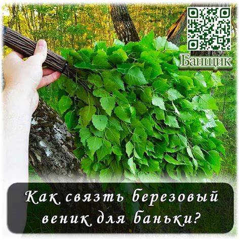 Как связать березовый веник для баньки? | Пикабу