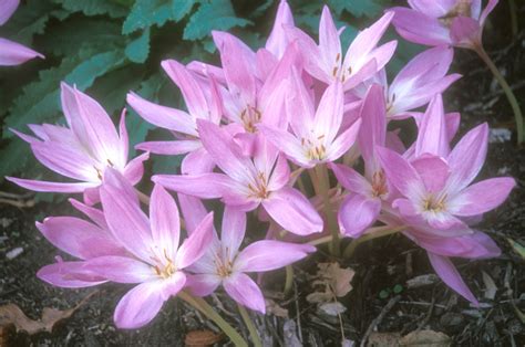 Late Summer and Fall-Blooming Bulbs | News