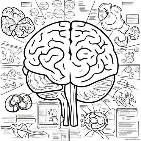 Anatomy Of Brain Coloring Page (73224-57979)