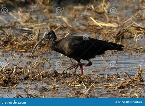 Red-naped ibis stock photo. Image of swamp, species - 131726850