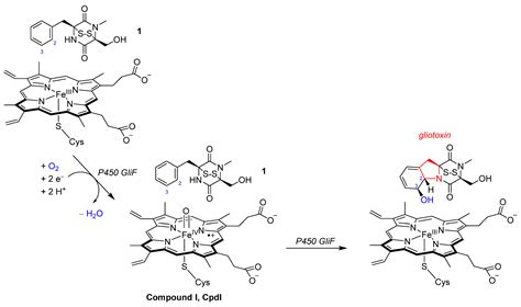 Mechanism of the Oxidative Ring-Closure Reaction during Gliotoxin Biosynthesis by Cytochrome ...