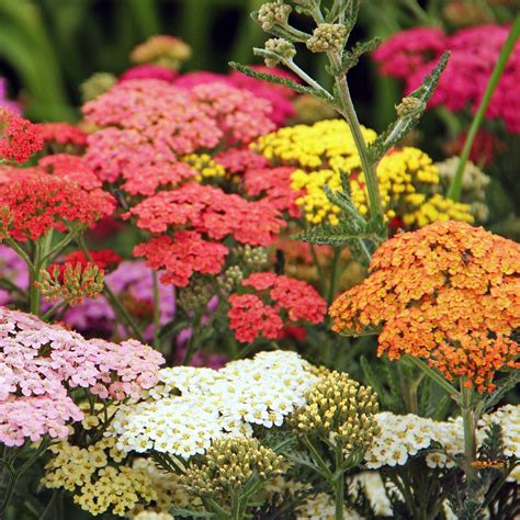Bulk Yarrow Seeds - Colorado Mix | Bulk Wildflowers
