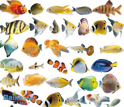 观赏鱼 - 互动百科
