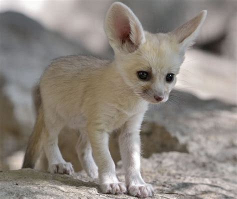 Fennec Fox Extinction 的图像结果