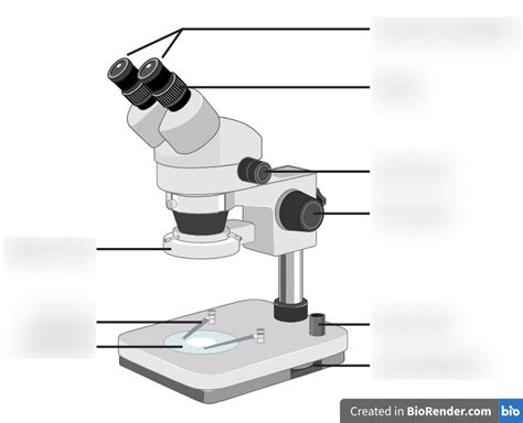 Image result for Objects Under the Dissecting Microscope