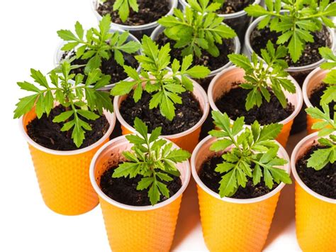 How To Plant Flower Seeds At Home at David Delarosa blog