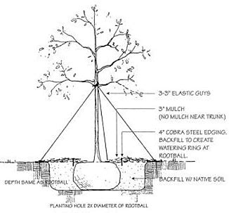 Image result for Tree-Planting Steps