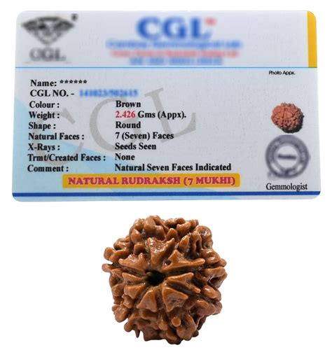 7 Mukhi Rudraksha Original Certified Bead - Natural Nepali 7 Mukhi ...