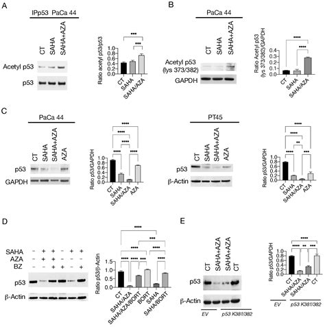 SAHA/5-AZA Enhances Acetylation and Degradation of mutp53, Upregulates ...