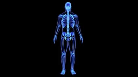 Image result for Skeletal Structural System