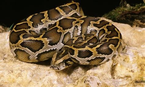 Image result for Indian Python Habitat