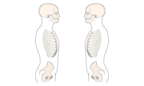 Biology About Human Body 的图像结果