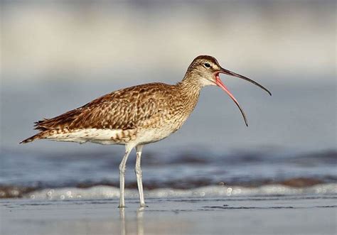 Wildnest | Destinations in Maharashtra