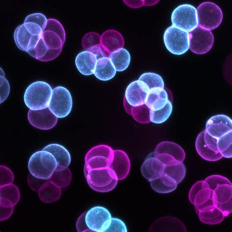 Image result for Mouse Embryo Development