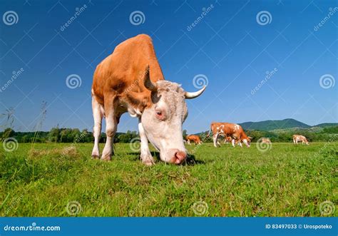 Cow grazing in a field stock image. Image of calf, scene - 83497033