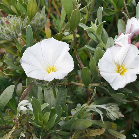 White Morning Glory Bush