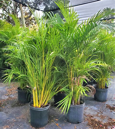 Areca Palm Privacy Tree Areca Palm Tree 25 Gallon – South Florida