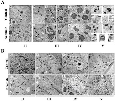 Functional Spermatogenesis Across Testicular Developmental Stages in ...