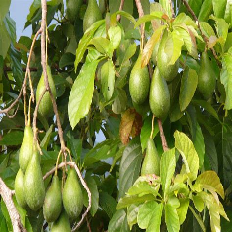 Avocado - Big Size Plants– Exotic Flora