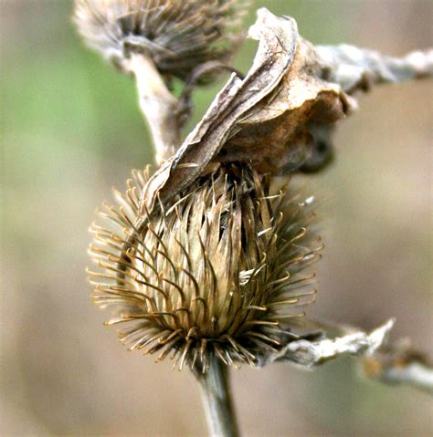 Bildergebnis für burdock