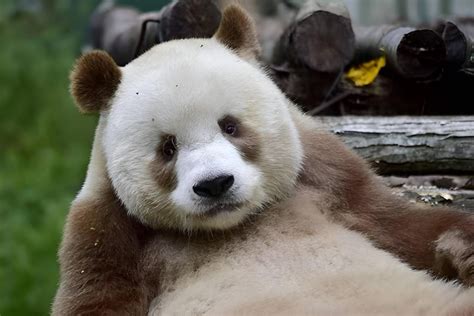 大熊猫七仔 - 高清图片，堆糖，美图壁纸兴趣社区