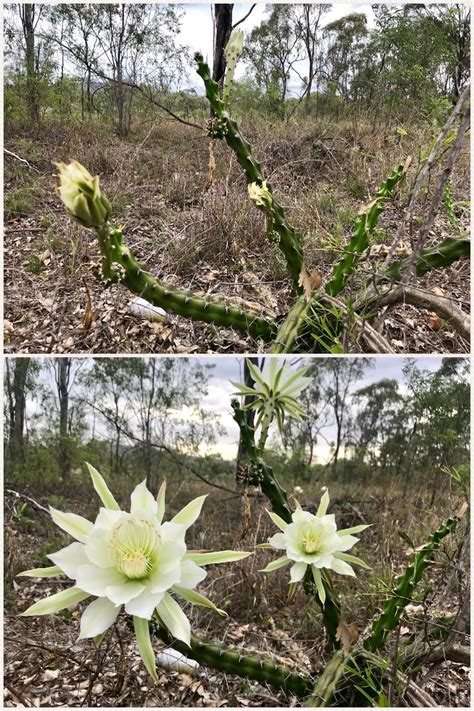 Awesome night flowering cactus from Queensland, Australia. I don’t know ...