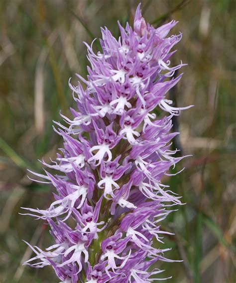 Flower Gallery :: Orchis :: DSC_7429