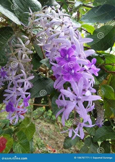 Beautiful Purple Color Flower of Sri Lankan Natural Photos Stock Image ...