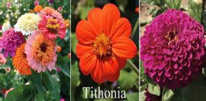 Antier Zinnia Scabiosa Mixed, Tithonia and Purple Zinnia Seed Price in ...