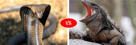 Image result for Iguana vs Python