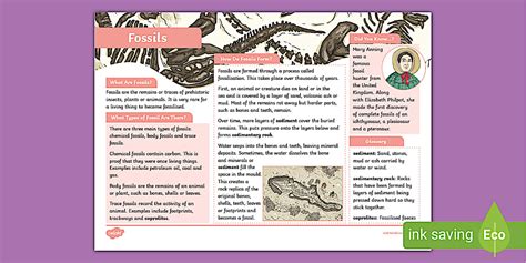 Fossils Fact File - KS2 - Twinkl