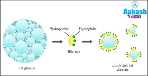 Liver: Location, Structure, Duct system, Functions, Common Disorders ...