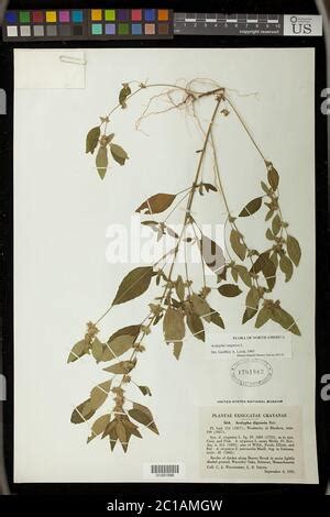 Image result for Avada Website