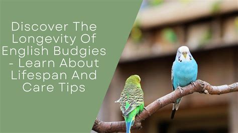 Discover The Longevity Of English Budgies - Learn About Lifespan And ...