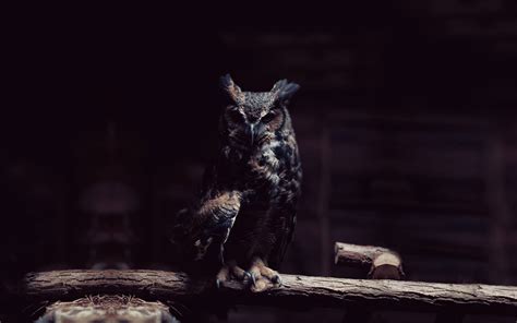 Dark Owl Wallpapers | PixelsTalk.Net
