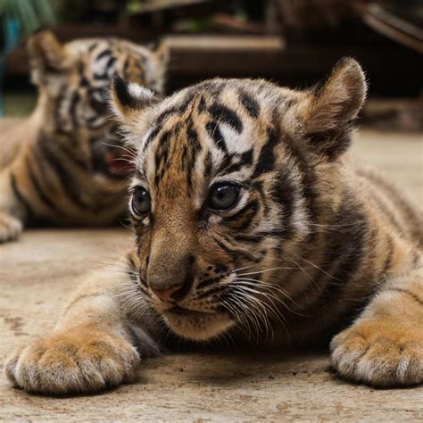 Cute Baby Endangered Animals