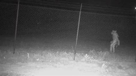 Texas zoo officials seek help to identify ‘strange’ creature